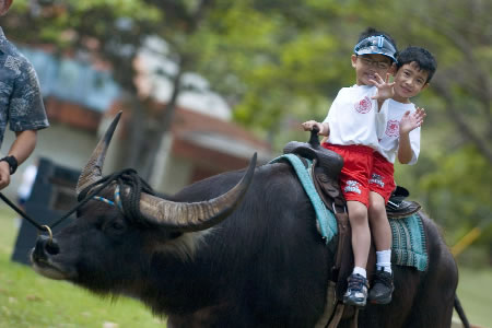 carabao